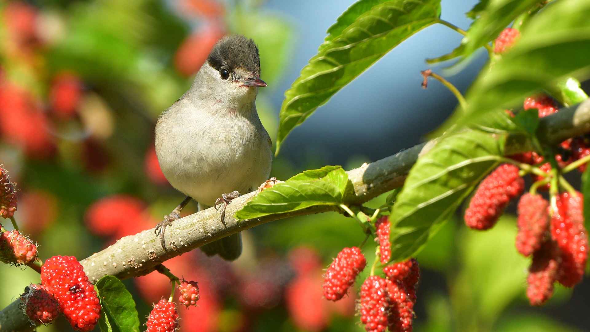 Eurasian Blackcap